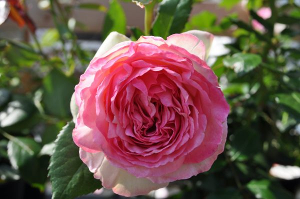 rosa edenrose 85