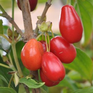 Cornus mas jolico