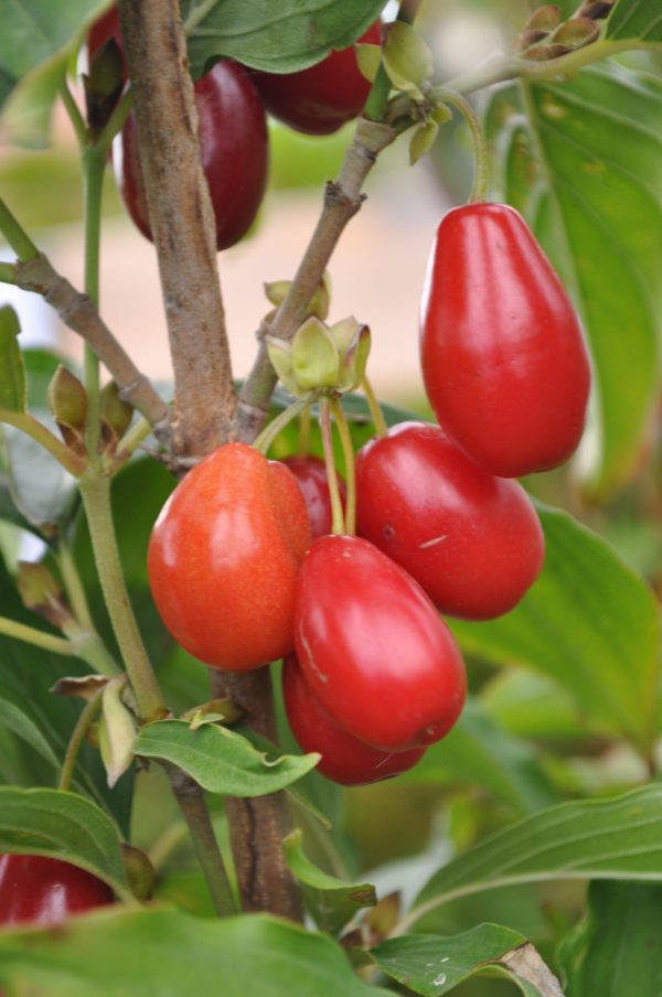 Cornus mas jolico