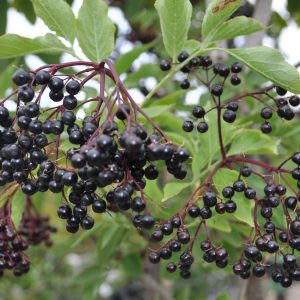 sambucus nigra haschberg