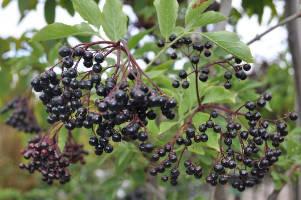 sambucus nigra haschberg