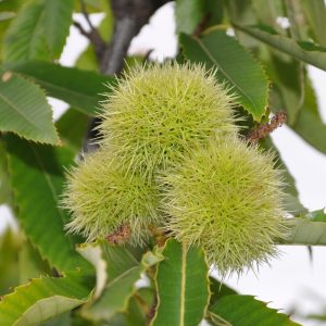 Castanea sative