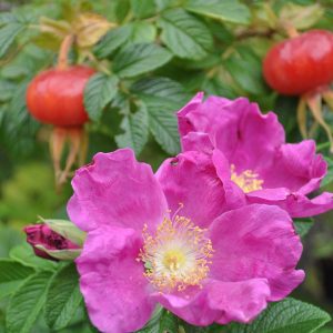 rosa rugosa