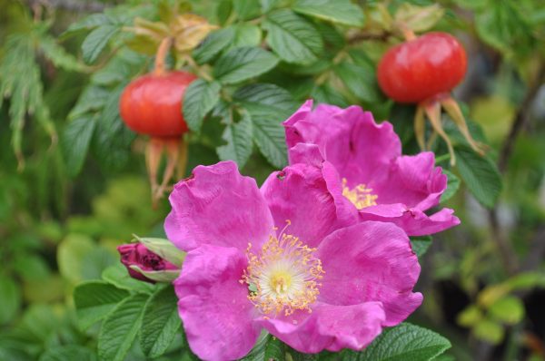 rosa rugosa