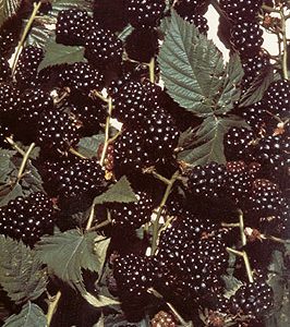 rubus fruticosus Ness
