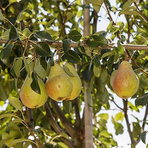 Pyrus clapps Liebling