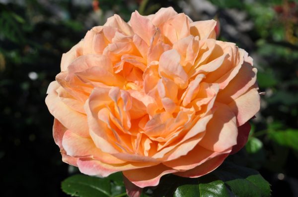 rosa capri