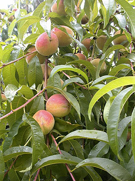 Prunus eisener Kanzler