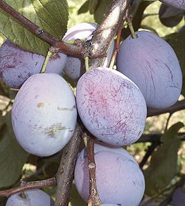 Prunus ersinger Frühzwetschke