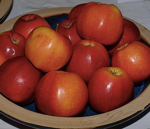 Malus Gala