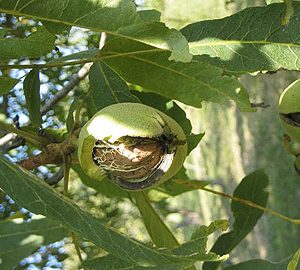 Juglans regia geisenheim 26