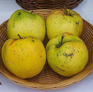 Malus Gelber Bellefleur