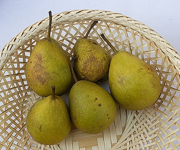 Pyrus gellerts butterbirne