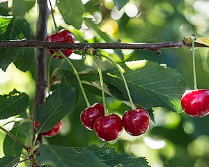 Prunus gerema