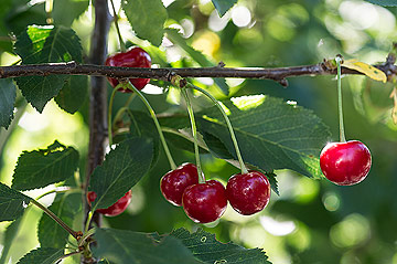 Prunus gerema
