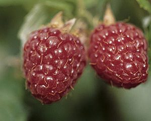 Rubus glen ample