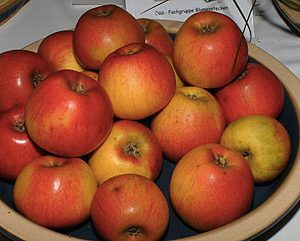 Malus Goldparmäne