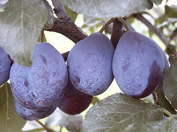 Prunus Hauszwetschke