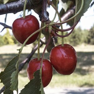 Prunus Hedelfinger Riesenkirsche