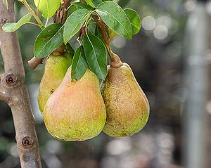 Pyrus herzogin elsa