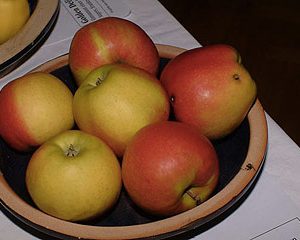 Malus Jonagold