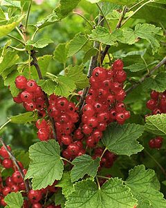 ribes rubrum jonkher van tets