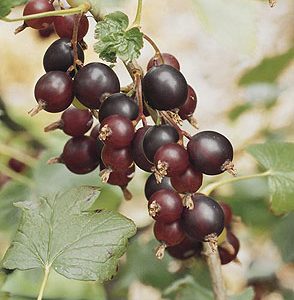 ribes jostabeere