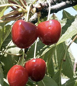 Prunus Kassins frühe