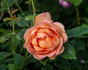 rosa lady of shallot