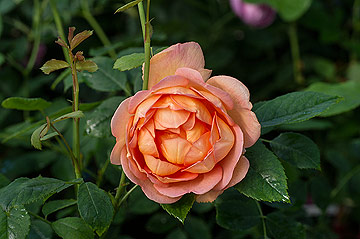 rosa lady of shallot