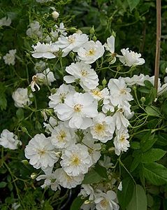 Rose Bobby James