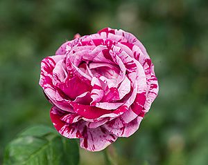 Rose Ferdinand Pichard