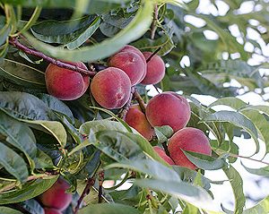 Prunus Mamie rose