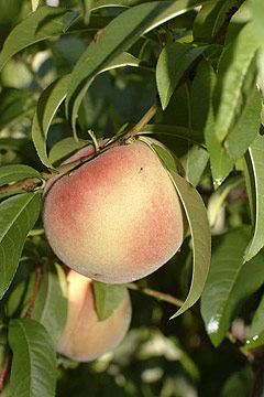 Prunus Marianne