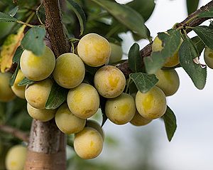 prunus Mirabelle von nancy