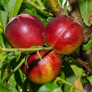 Prunus nectarine