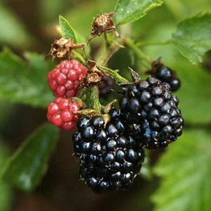 Rubus fruticosa navaho