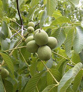 Juglans regia weinsberg 1