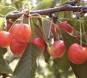 Prunus große Prinzesskirsche