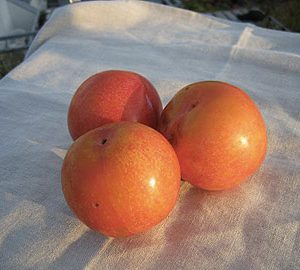 Prunus quillings ringlotte