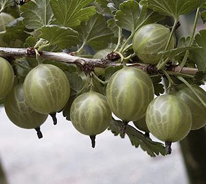 ribes uva crispa invicta