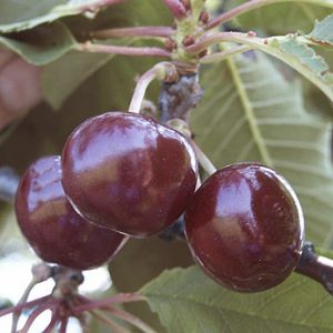 Prunus Schneiders späte Herzkirsche