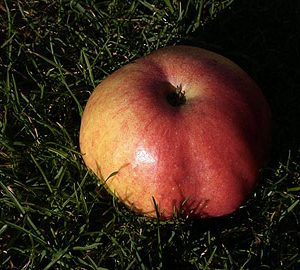 Malus Schweizer Orangenapfel