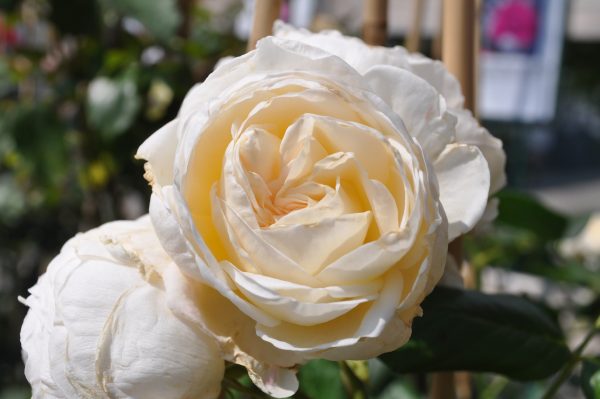 rosa uetersener klosterrose