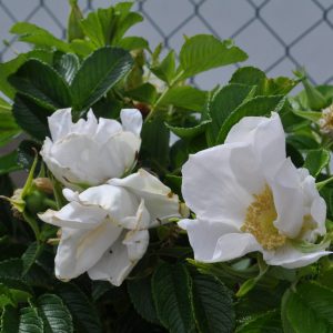 rosa rugosa alba