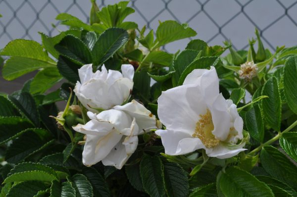 rosa rugosa alba