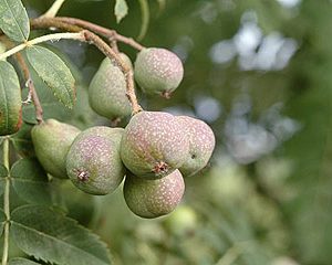 Sorbus domestica