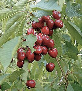 Prunus Sunburst