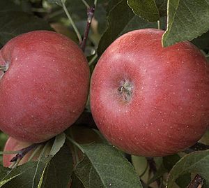 Apfel Topaz
