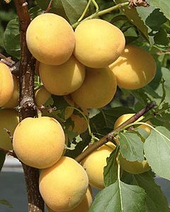 Prunus ungarische Beste